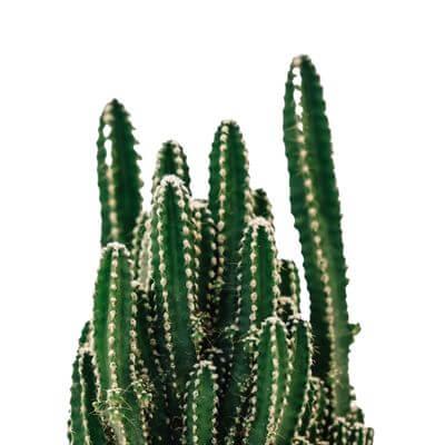 Kaktukset