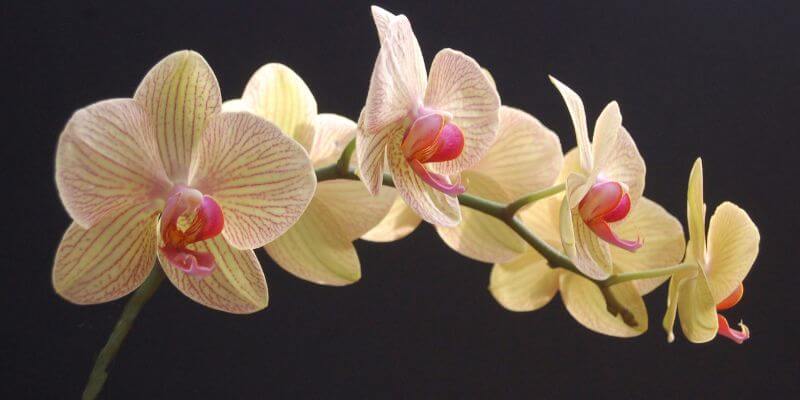 Kaunis kämmekkä eli orkidea